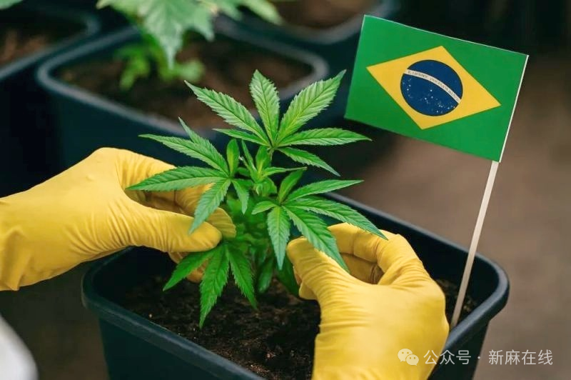 巴西专家联合呼吁提高THC含量限值，以适应本国气候
