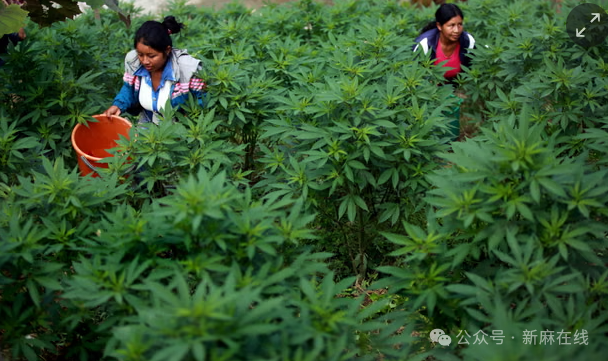哥伦比亚重启大麻合法化进程