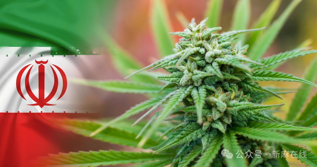 燃料暴涨、订单取消，美国对伊战争正在损害大麻产业