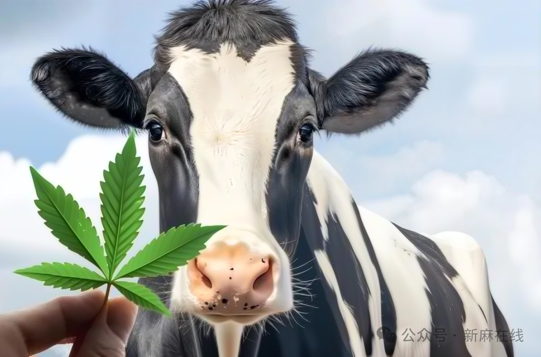 最新全球综述呼吁，汉麻饲料应被更广泛应用