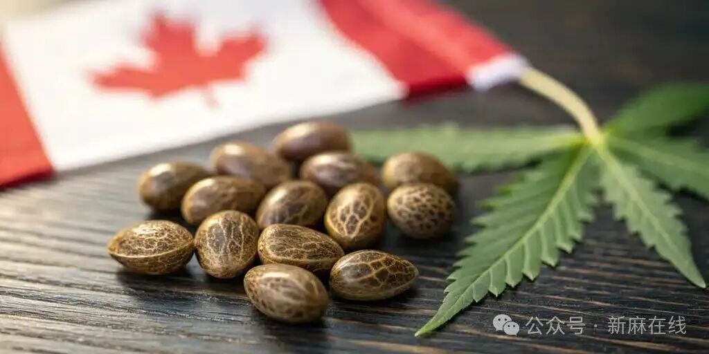 加拿大汉麻产业呼吁将THC含量限制提高至1%，并实施全面改革