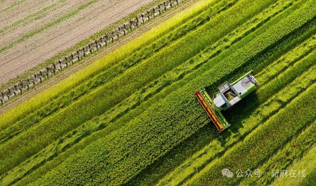 法国继续巩固其欧洲工业大麻产业领导者地位