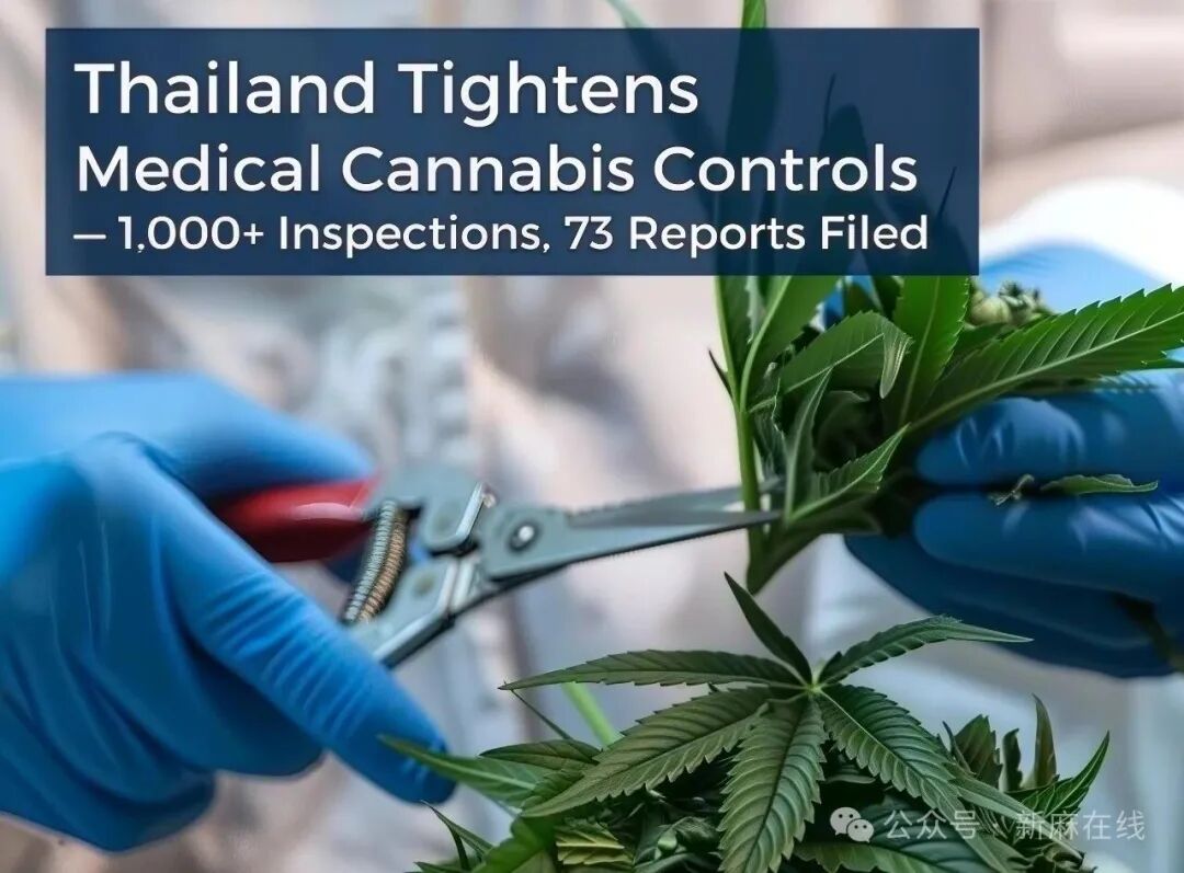 泰国出台新大麻执法指南，收紧医用大麻管制