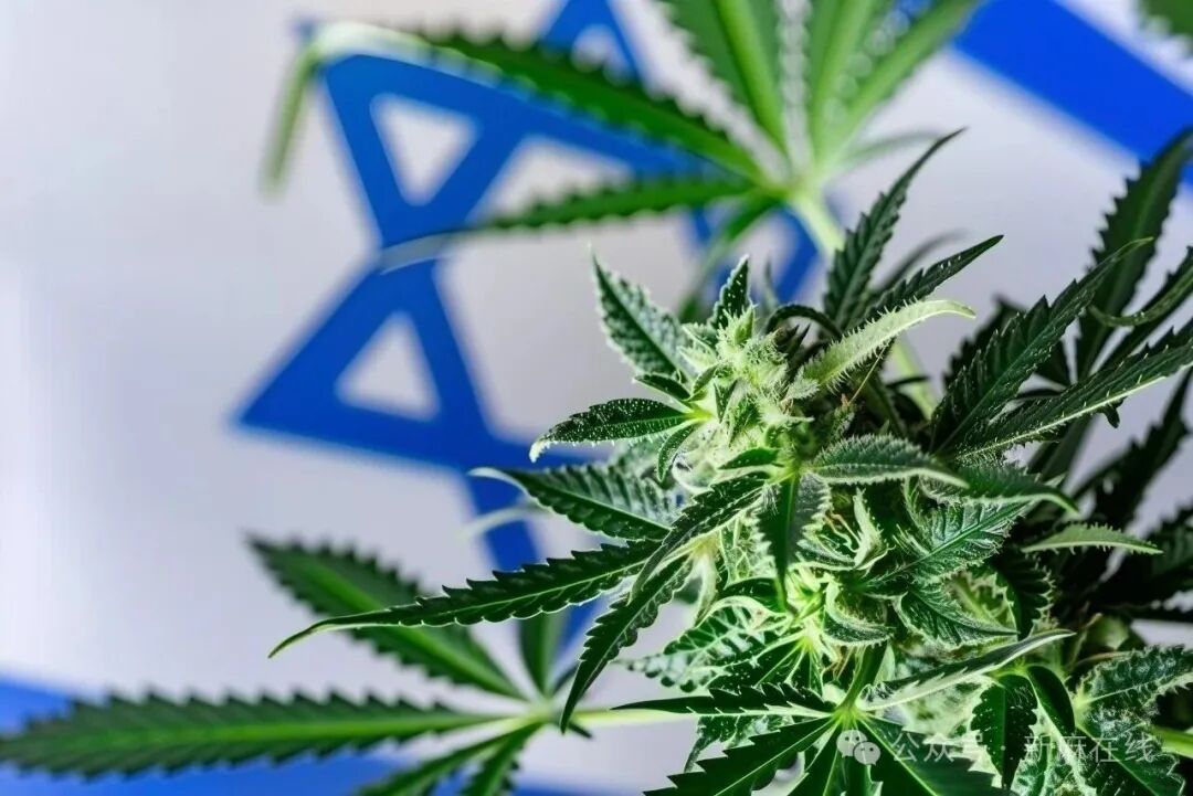 以色列重启针对加拿大医用大麻的倾销调查
