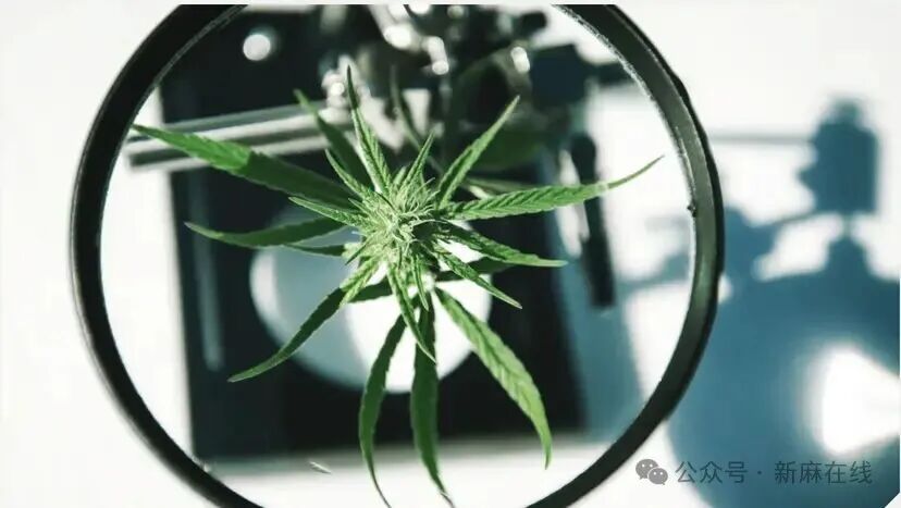 大麻萜烯：未来疼痛疗法的目标化合物