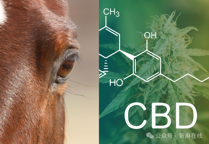 意大利病例报告证实：大麻素是治疗马匹疾病的良方